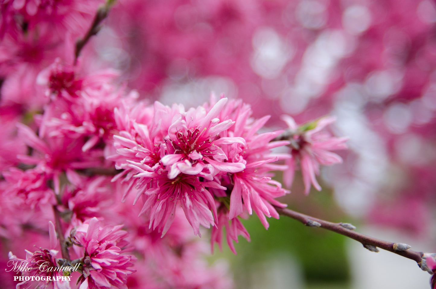 Cherry Blossum | Fuscia Stellata Peach | Canvas Mount