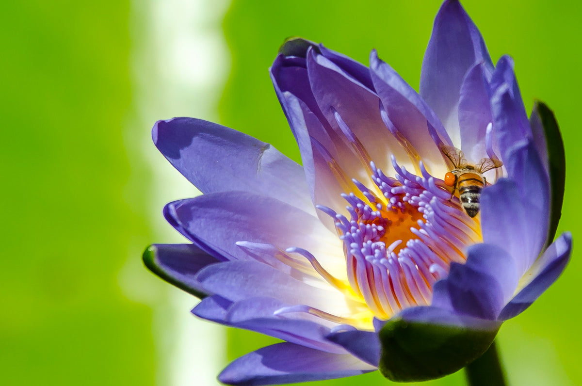 Lotus In Springtime | Ice Mount