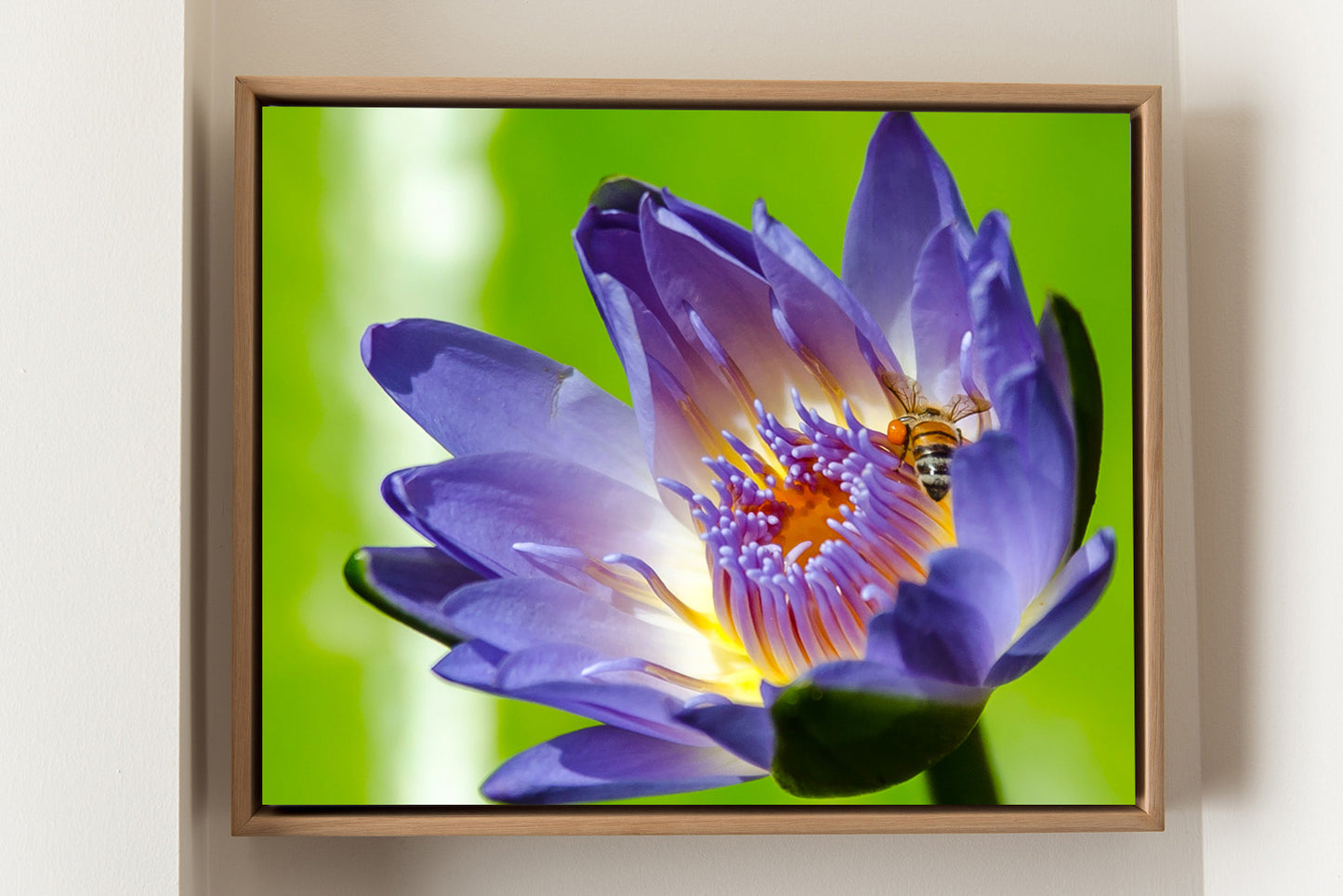 Lotus In Springtime | Canvas Mount